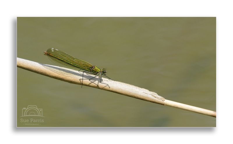 Female Banded Demoiselle