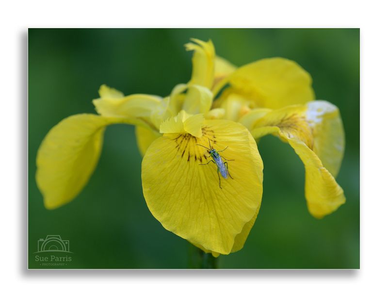 Flag Iris with an unidentified bug!