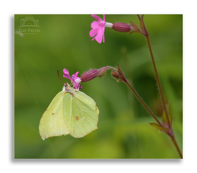 Brimstone butterfly on Red Campion