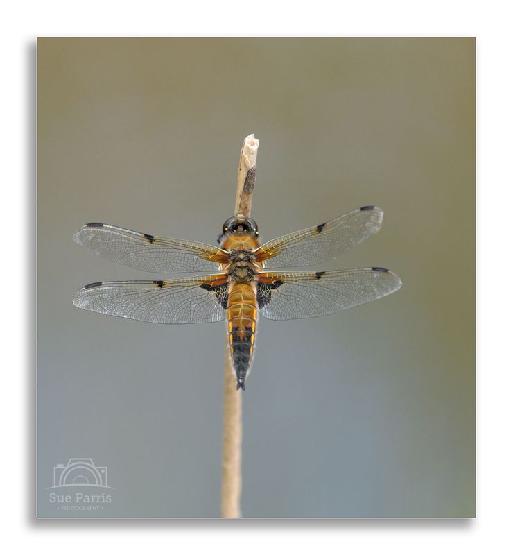 Male Four-spotted Chaser