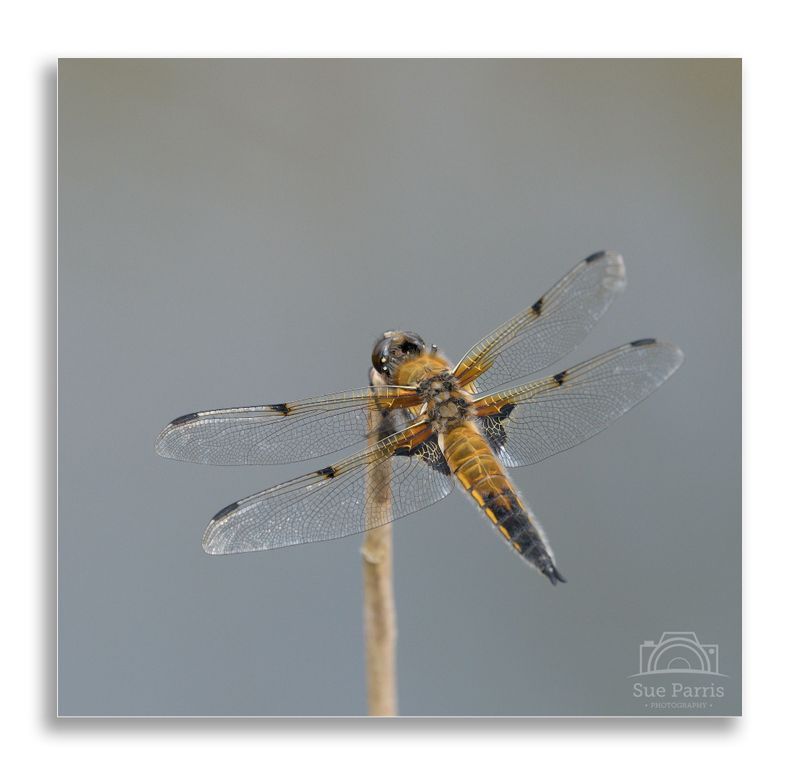 Male Four-spotted Chaser - so named for the four dark spots across each pair of wings.