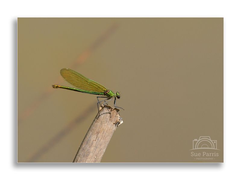 Female Banded Demoiselle