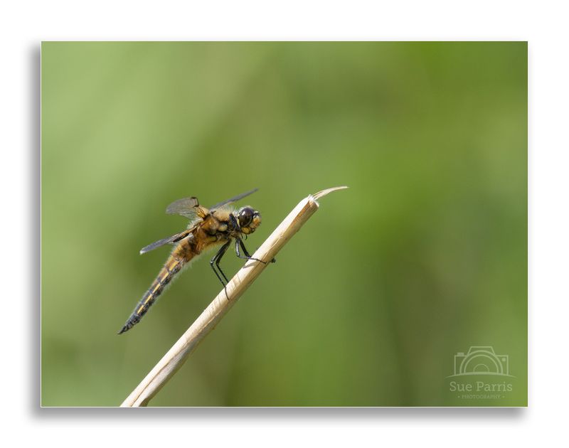 Four-spotted Chaser - starting to look over-mature!