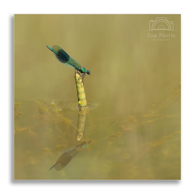 Banded Demoiselle - male.