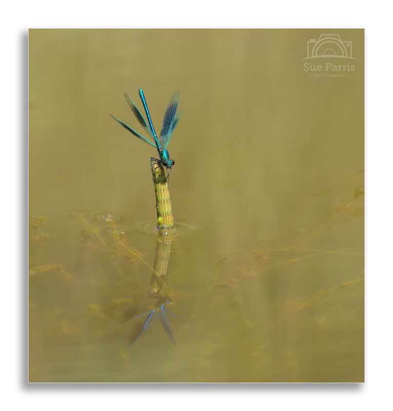Banded Demoiselle - male.
I was struck by the striking pose adopted by this beautiful male! Getting home to find I’d caught a reflection too, was the icing on the cake!