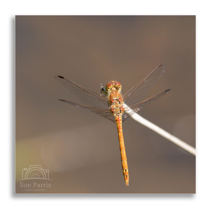 Common Darter - male!