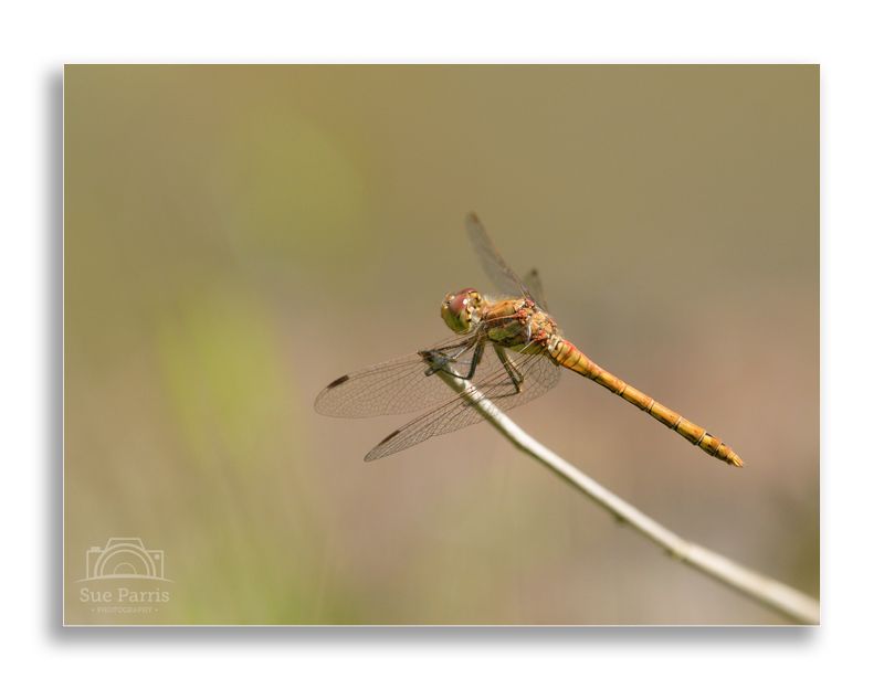 Male Common Darter - first of the year.