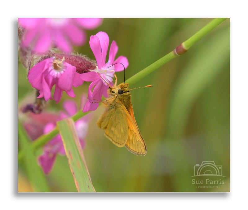Large Skipper - the first I’ve seen this year!