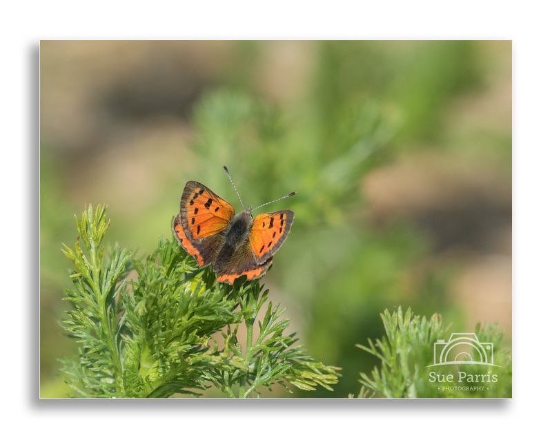 Small Copper