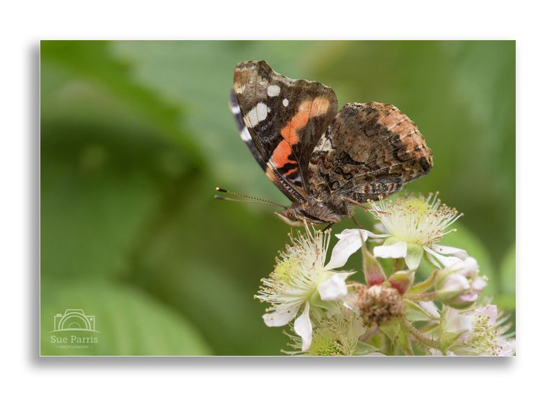 Red Admiral
