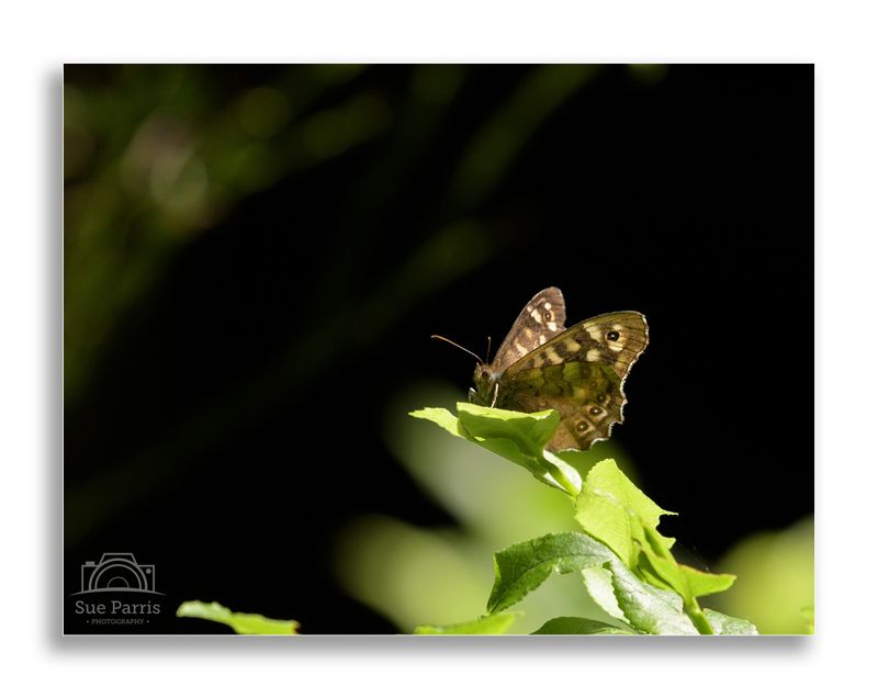 Speckled Wood Butterfly
