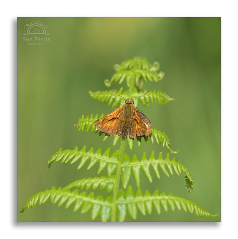 Large Skipper