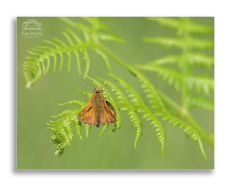 Large Skipper