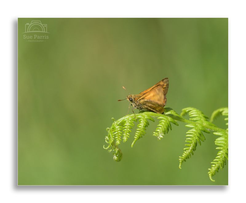 Large Skipper