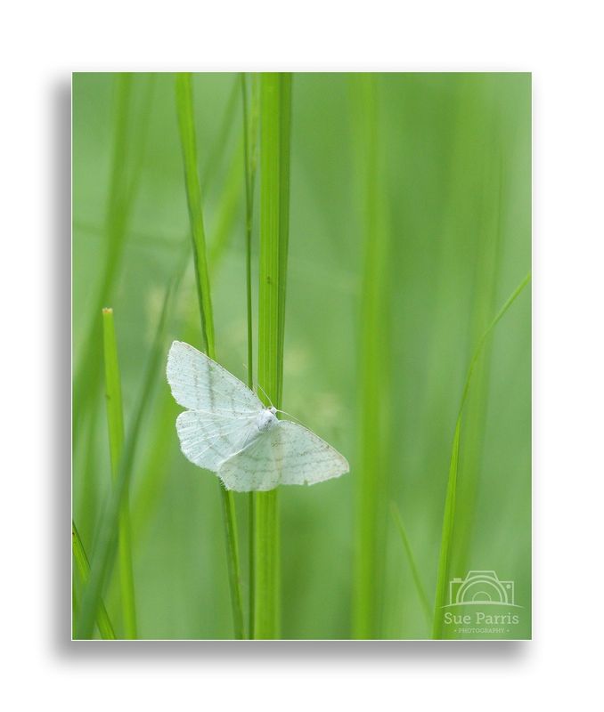 Common White Wave moth