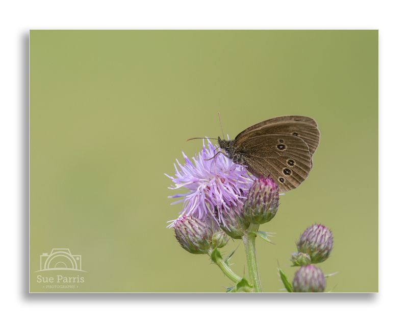 Ringlet butterfly