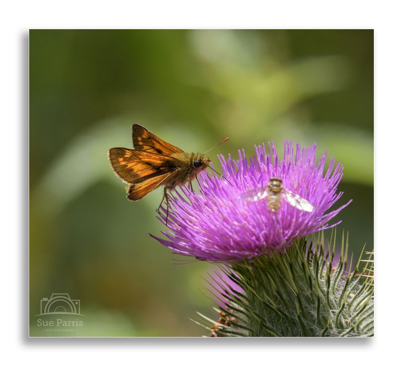 Large Skipper & Hoverfly
