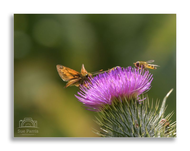 Large Skipper