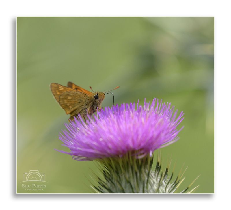 Large Skipper