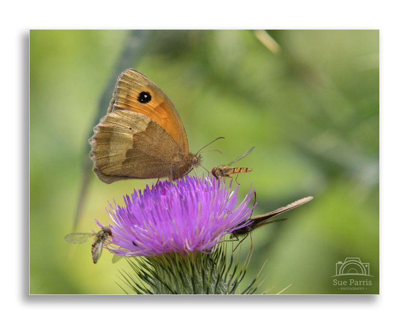 Meadow Browns & Hoverfies - a very popular landing pad!