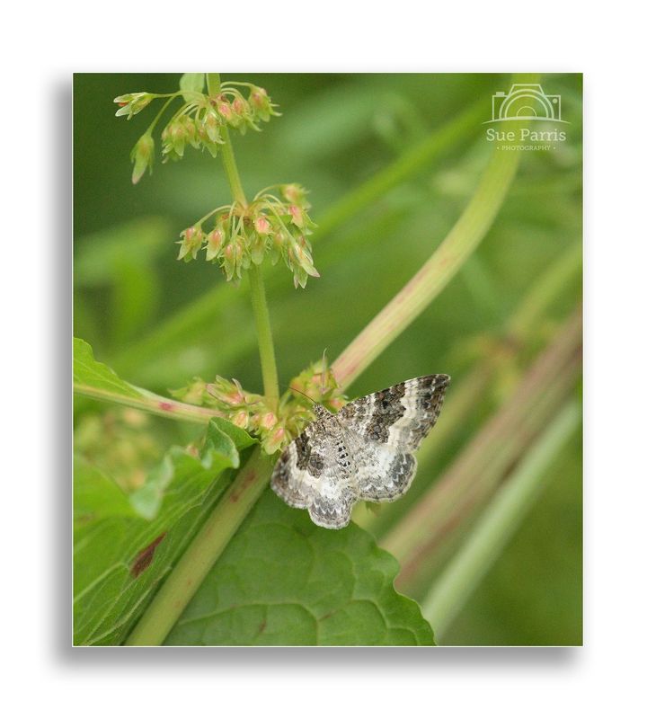 Common Carpet moth