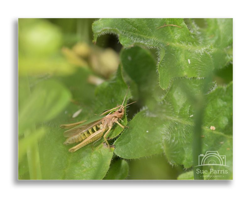 Green Grasshopper