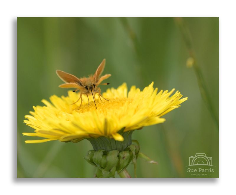 Essex Skipper