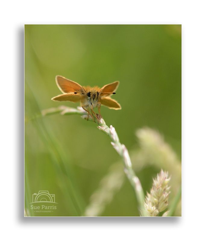 Essex Skipper