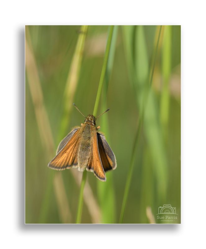 Essex’s Skipper
