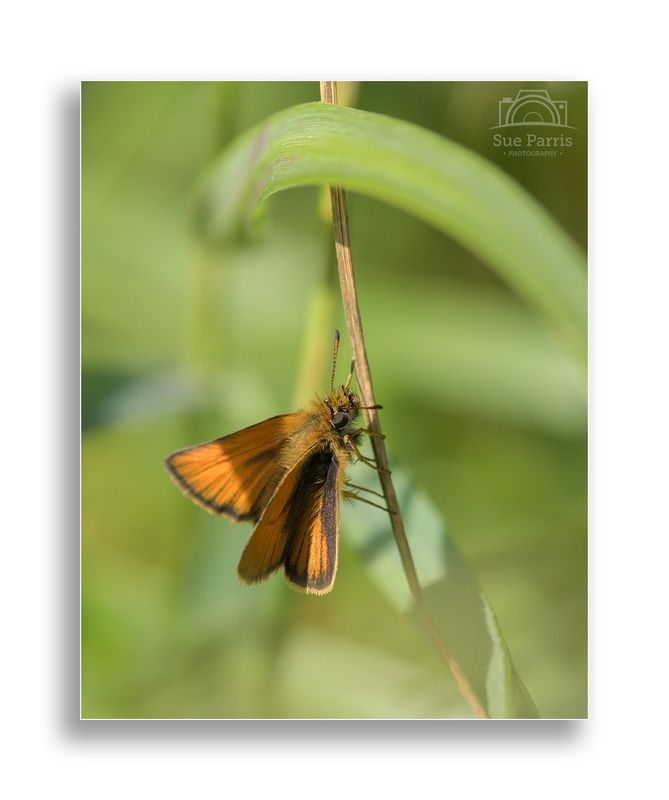 Essex Skipper