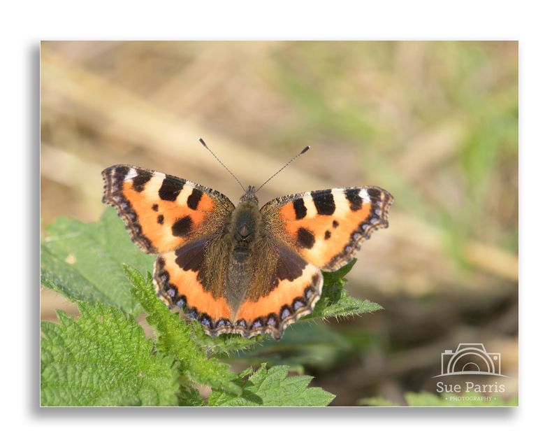Large Tortoiseshell butterfly