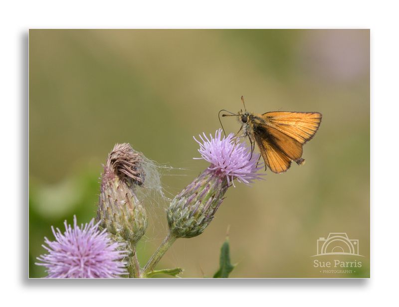 Small Skipper