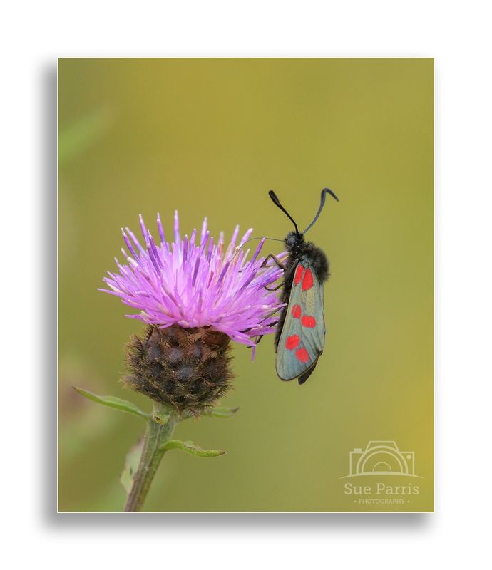 Burnet moth