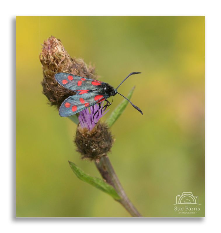 Burnet moth