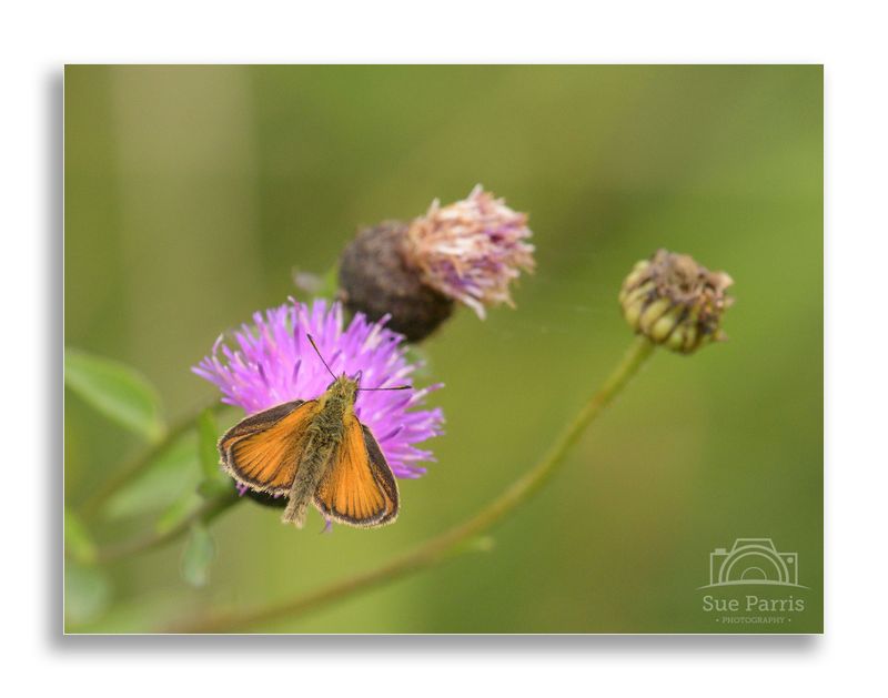 Small Skipper
