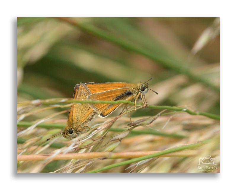 Small Skippers