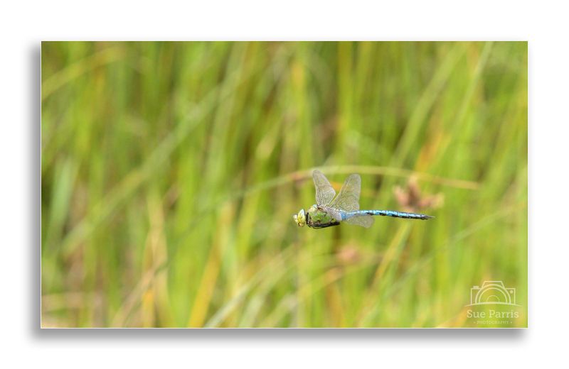 A not so great shot of a dragon in flight - first attempt!
