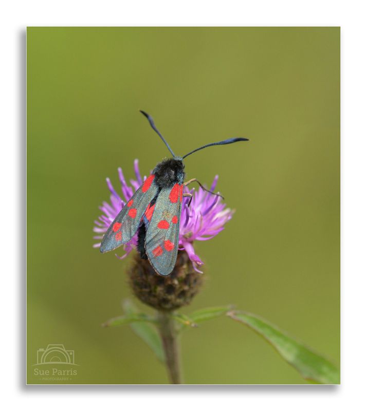 Burnet moth
