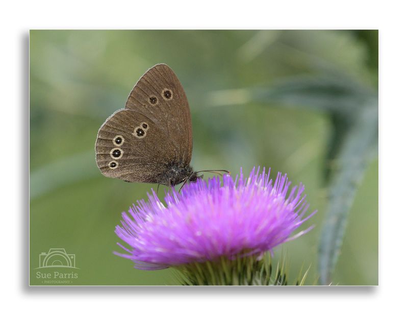 Ringlet butterfly