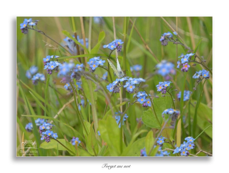 Forget me not!