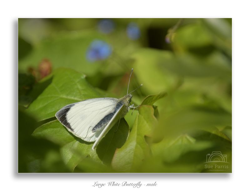 Large White butterfly