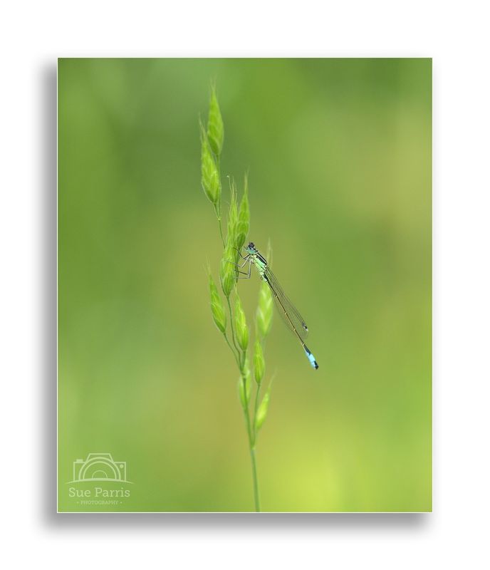 Male Blue-tailed Damselfly