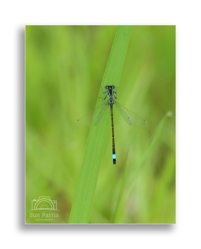 Blue-tailed Damselfly - male