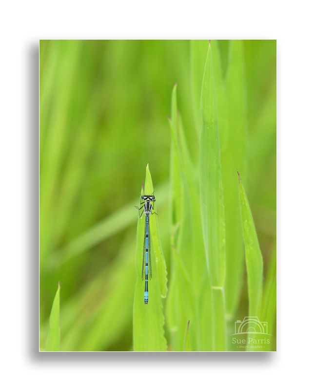 Azure Damselfly
