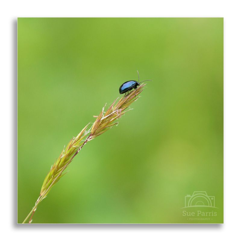 Alder beetle