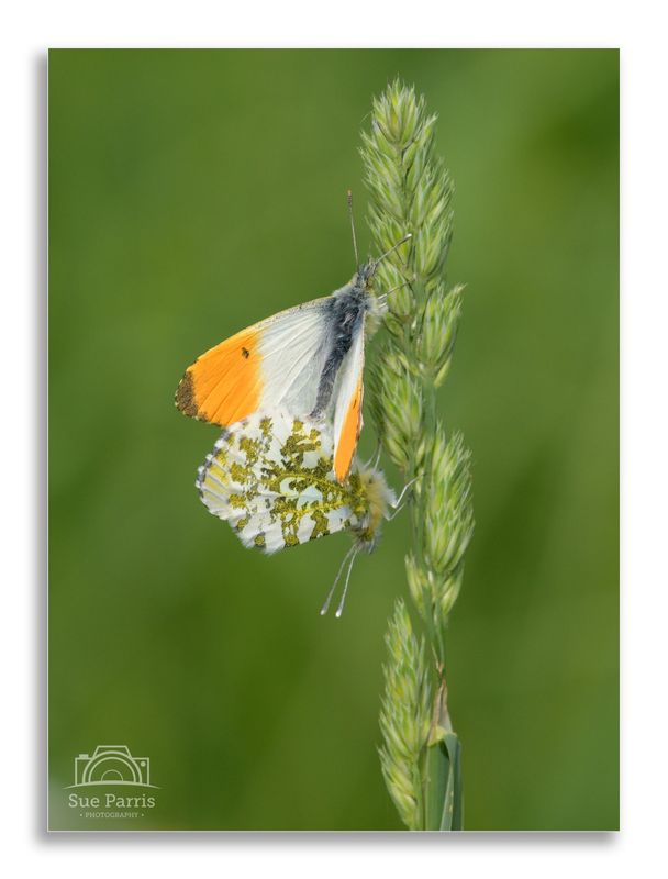 Orange-tip butterflies