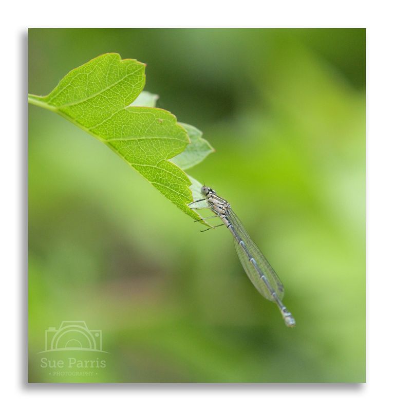 Female blue-form Azure Damselfly