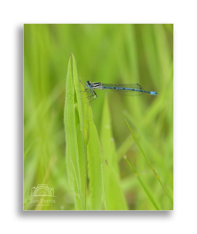 Male Azure Damselfly