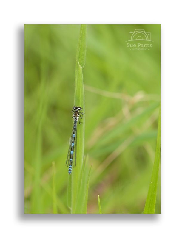Female Blue-form Azure Damselfly