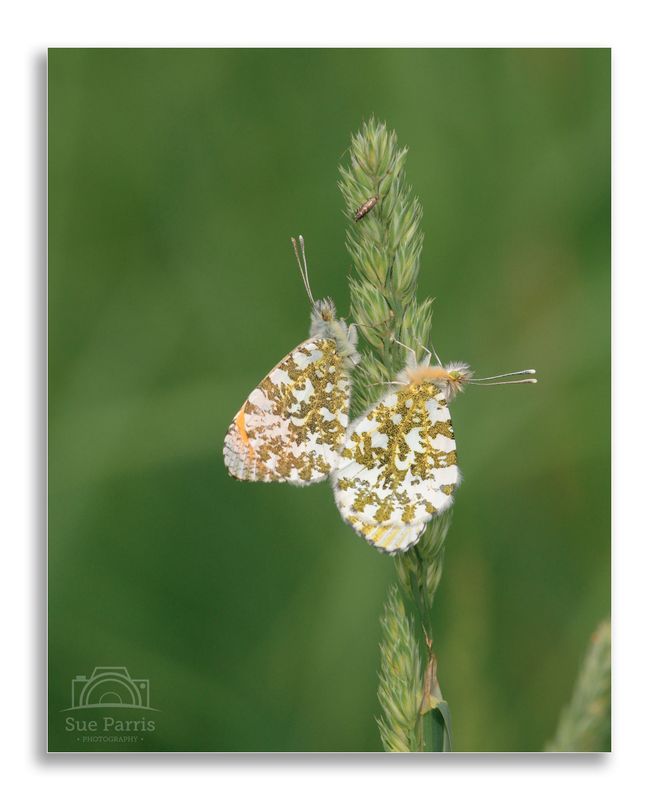 A pair of Orange-tip butterflies - don’t think I need to say what’s going on…